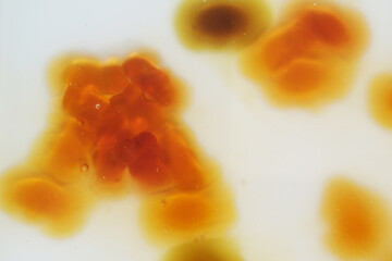 Top view of melting gummy bear in hot water