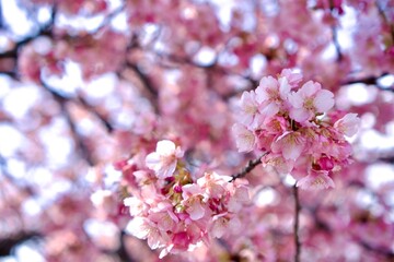 pink cherry blossom