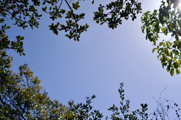 青空と緑の葉