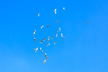 Fototapeta premium flock of birds flying in the sky