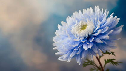 Makro kwiat niebieski aster - obrazy, fototapety, plakaty