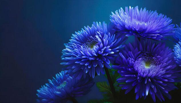 Niebieskie kwiaty astry
