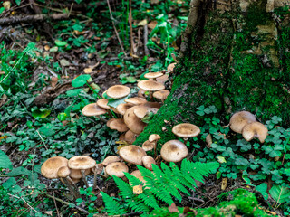 Beautiful honey mushroom hog growing in the grass color