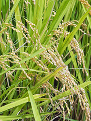 秋の実り　お米の稲穂