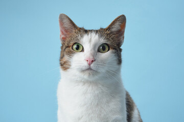 A curious white and tabby cat with vivid green eyes is attentively poised against a light blue...
