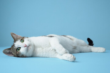 A playful white and brown cat stretches on a blue surface, its bright eyes capturing attention....