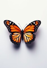 Realistic butterfly with orange and black colored wings