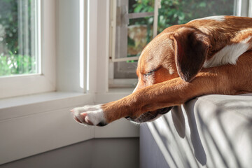 Relaxed dog sleeping in funny position on sofa in front of window. Cute puppy dog with stretched...