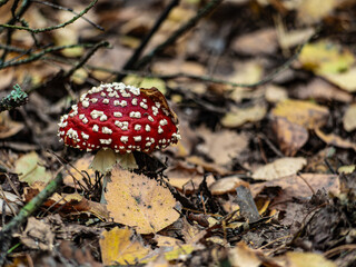 Beautiful red mushroom hog growing in the grass color
