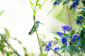 colibrí volando © Jóse Carbonell