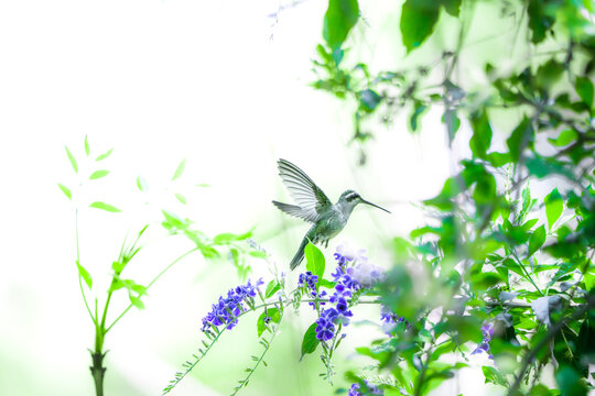 colibr&iacute; volando