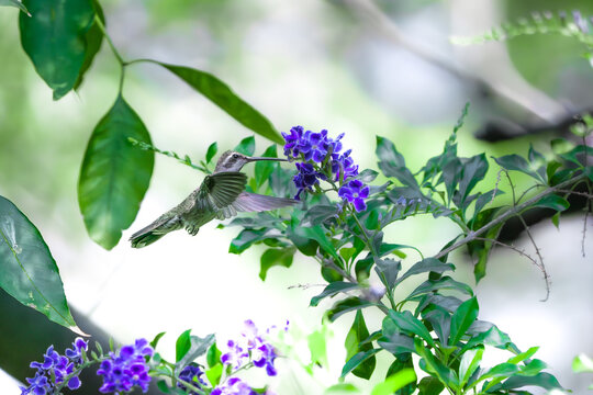colibr&iacute; volando