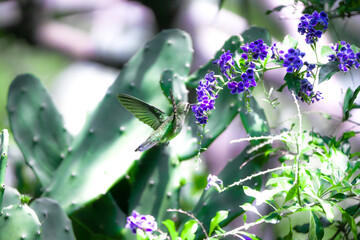 colibrí volando © Jóse Carbonell