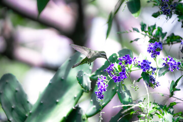 colibrí volando