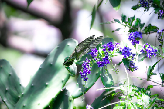 colibr&iacute; volando