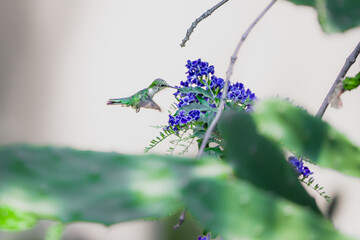 colibrí volando © Jóse Carbonell