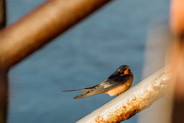 Small little red and blue bird sitting on a metal railing in front of a river in the sun