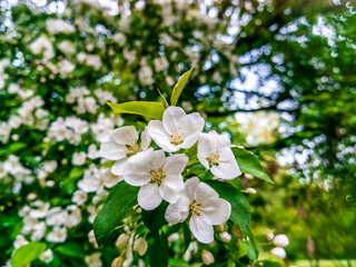Obraz na płótnie Canvas apple blossom close - up . spring background