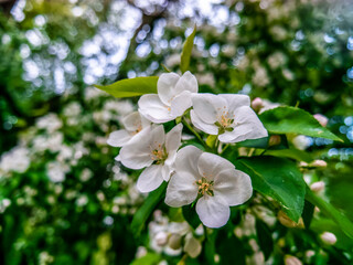 apple blossom close - up . spring background