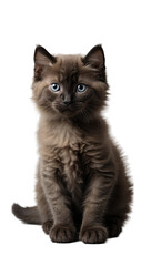 black kitten ragdoll isolated on transparent background