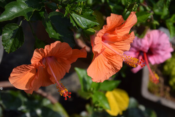 見頃となったオレンジ色のハイビスカスの花～南国の花
