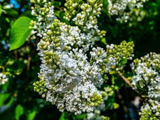 A branch of white lilac during flowering the summer
