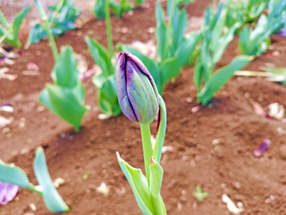 紫のチューリップのつぼみ