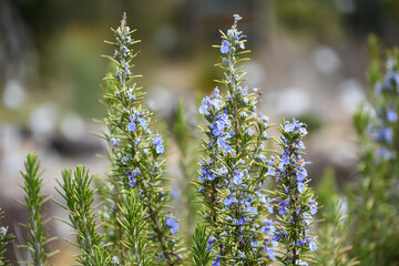 ローズマリー「ミスジェサップアップライト」	