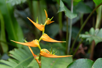 Heliconia latispatha