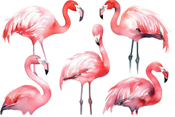 Watercolor pink set flamingo