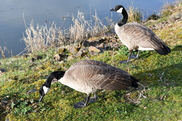Geese hanging out on a beautiful day.