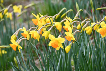 Fototapeta premium スイセン「ガーデンジャイアント」 