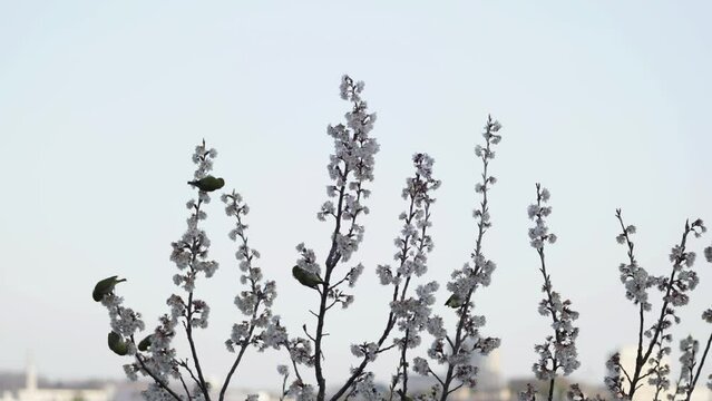 Tokyo, Japan - March 14,  2024: Warbling white-eye or Mejiro on pink wild cherry branches