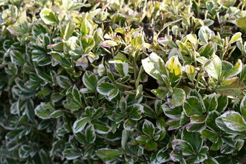 Foliage, corner of trimmed bush.