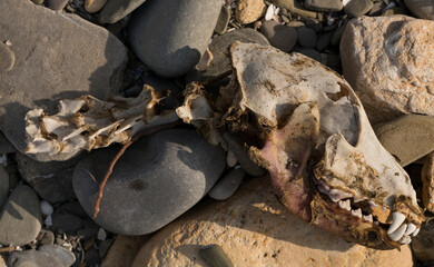 The remains of an animal. The skull of a dog on the seashore. Extinction of animals from natural disasters. Environmental disaster.