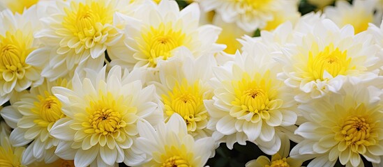 A closeup of a cluster of white and yellow flowers, belonging to the daisy family. These flowering plants are beautiful annuals commonly used as cut flowers or groundcover