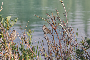 Little Songbirds by the River