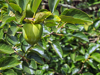 日本の身近な秋の味覚。柿。