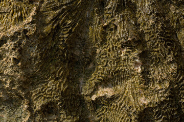 Fossil corals of the Red Sea. Ancient creatures, turned into stone. Reef corals.