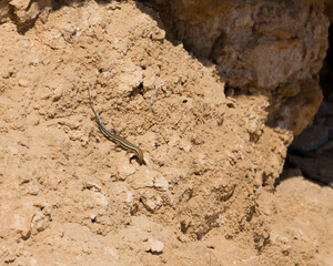 Trachylepis quinquetaeniata scharica - Five-lined mabuya, rainbow skink. Female. Fauna of the Sinai Peninsula.