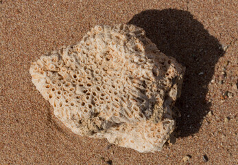 Fossil corals of the Red Sea. Ancient creatures, turned into stone. Reef corals.