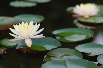 Beautiful Water Lilies in a Pond