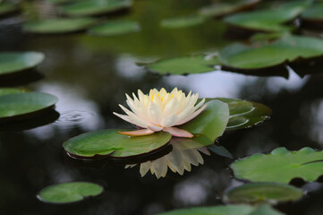 A Beautiful Water Lily in a Pond