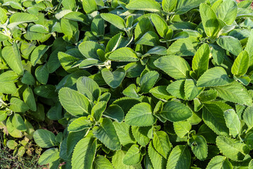 Selective focus of Boldo. Green plant named Boldo da Terra in Brazil. Plant used to make tea e products medicinais;