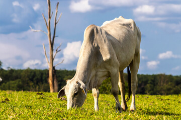 Naklejka na ściany i meble Zebu Nellore cow in the pasture area of a beef cattle farm in Brazil