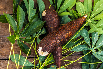 Cassava root and green leaves of the plant on a wooden table in Brazil - obrazy, fototapety, plakaty
