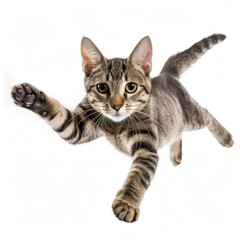 Obraz premium photo of a playful tabby cat jumping mid-air looking at camera on white background.