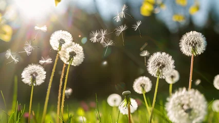 Kussenhoes dandelion seed background © 인혜 갈