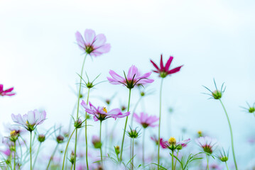 Cosmos flowers in the garden