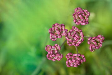 Mediterranean hartwort seeds. Spring time in Greece. Tordylium apulum.